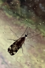 Sylvicola fenestralis