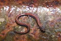 Batrachoseps gavilanensis