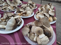 Volvariella volvacea