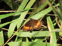 Pedaliodes phaea