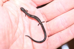 Batrachoseps gavilanensis