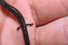 Batrachoseps gavilanensis