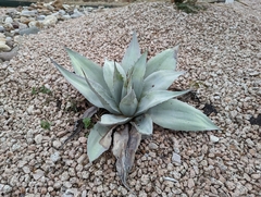 Agave ovatifolia