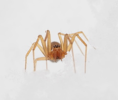 Bathyphantes