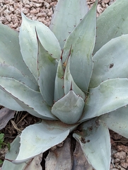Agave ovatifolia