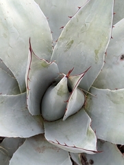 Agave ovatifolia