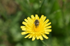 Diadasia chilensis