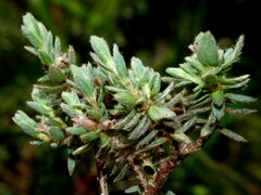 Pimelea mesoa macra