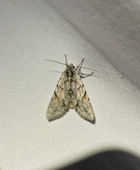 Andropolia