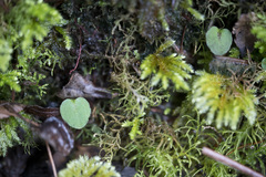 Corybas