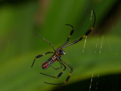 Trichonephila clavipes