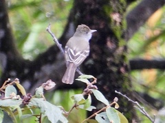 Tyrannidae