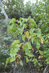Cistus populifolius