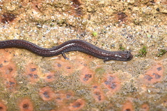 Batrachoseps gavilanensis