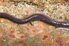 Batrachoseps gavilanensis