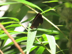 Pedaliodes phoenissa