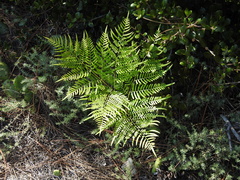 Pteridium