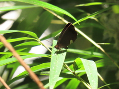 Pedaliodes phoenissa