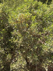 Searsia glauca