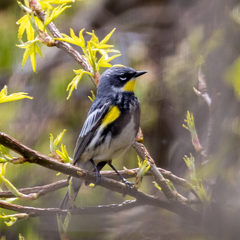 Setophaga coronata coronata × auduboni