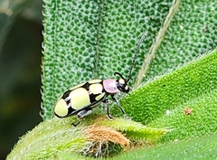 Omophoita octoguttata