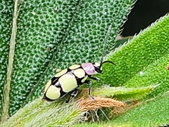 Omophoita octoguttata