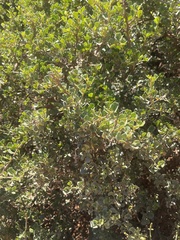 Searsia glauca