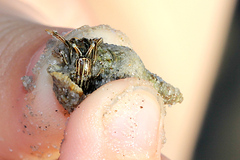 Clibanarius taeniatus