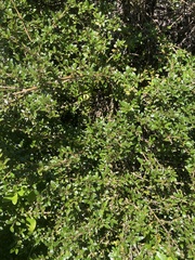Coprosma propinqua