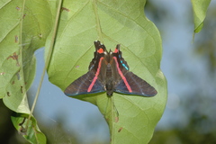 Ancyluris jurgensenii jurgensenii