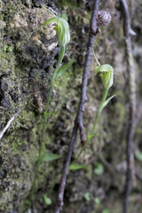 Pterostylis trullifolia
