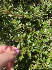 Coprosma propinqua