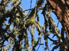 Thlypopsis superciliaris