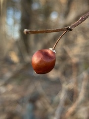 Celtis occidentalis