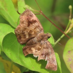 Nisoniades rubescens