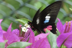 Parides zacynthus