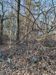 Celtis occidentalis