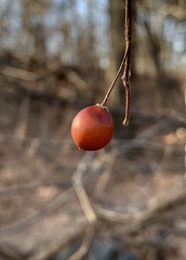 Celtis occidentalis