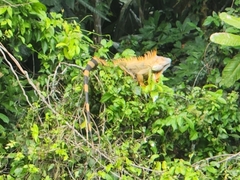 Iguana