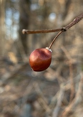 Celtis occidentalis