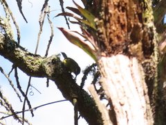 Thlypopsis superciliaris