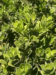 Robsonodendron maritimum