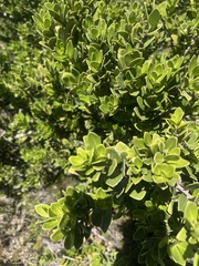 Robsonodendron maritimum