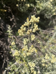 Helichrysum patulum