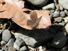 Hemiargus ceraunus