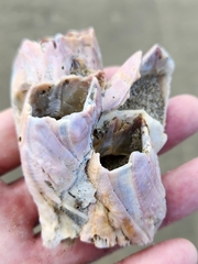 Notomegabalanus decorus