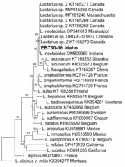 Lactarius neotabidus