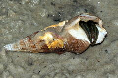 Pyrazus ebeninus
