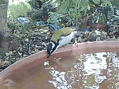 Melithreptus albogularis