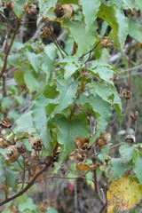 Cistus populifolius